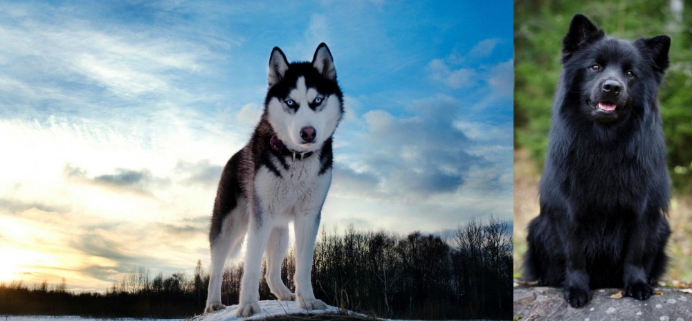 Swedish Lapphund vs Alaskan Husky - Breed Comparison