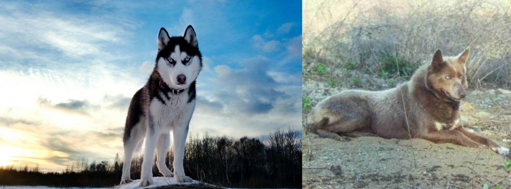 Tahltan Bear Dog vs Alaskan Husky - Breed Comparison