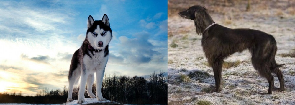 Taigan vs Alaskan Husky - Breed Comparison
