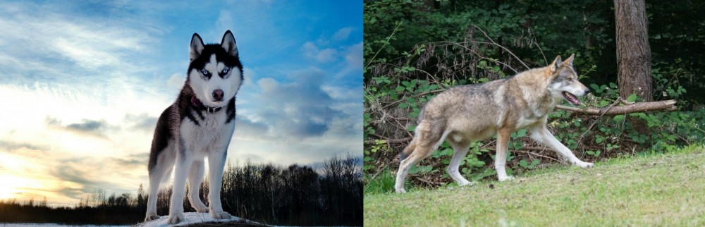 Tamaskan vs Alaskan Husky - Breed Comparison