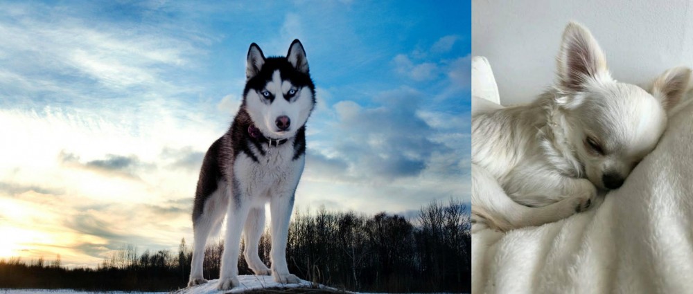 Tea Cup Chihuahua vs Alaskan Husky - Breed Comparison