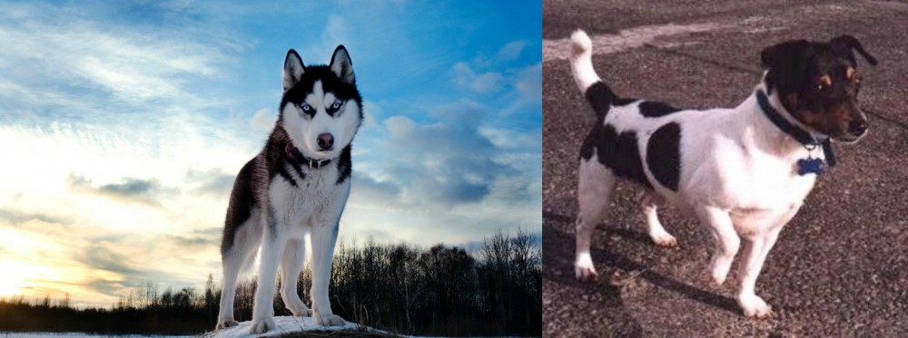Teddy Roosevelt Terrier vs Alaskan Husky - Breed Comparison