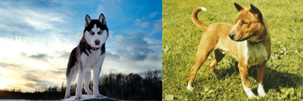 Telomian vs Alaskan Husky - Breed Comparison