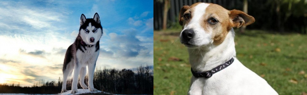 Tenterfield Terrier vs Alaskan Husky - Breed Comparison