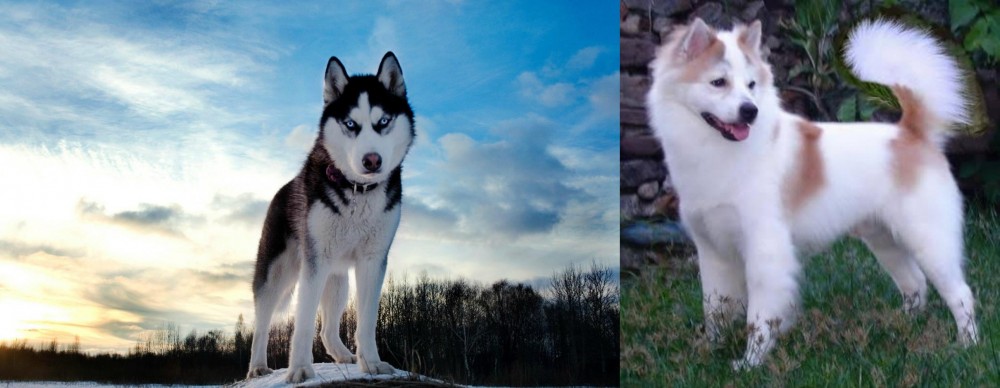 Thai Bangkaew vs Alaskan Husky - Breed Comparison