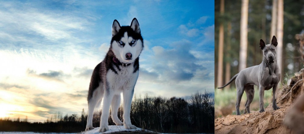 Thai Ridgeback vs Alaskan Husky - Breed Comparison