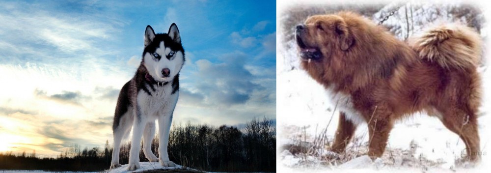 Tibetan Kyi Apso vs Alaskan Husky - Breed Comparison