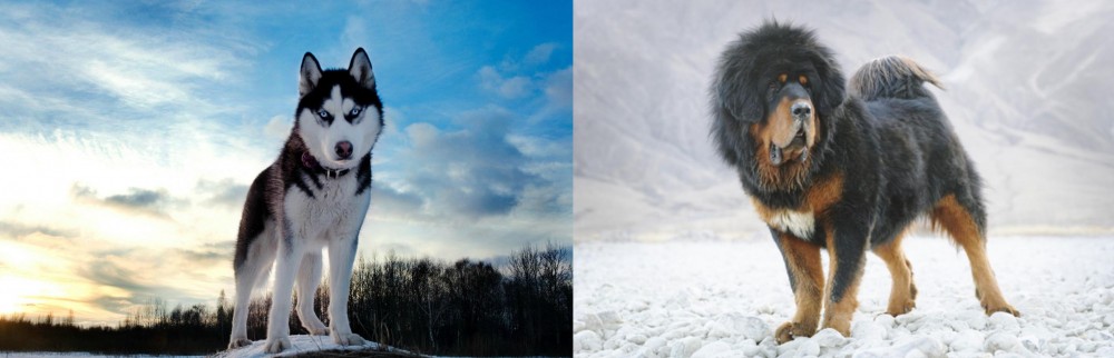 Tibetan Mastiff vs Alaskan Husky - Breed Comparison