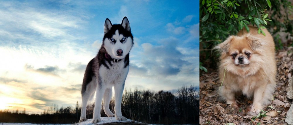 Tibetan Spaniel vs Alaskan Husky - Breed Comparison
