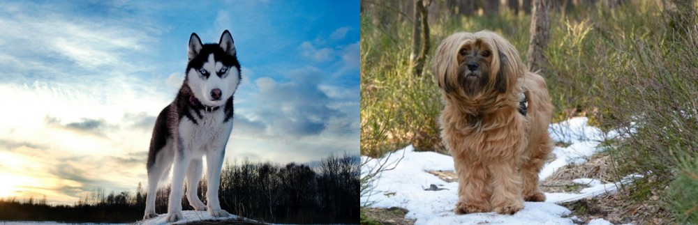 Tibetan Terrier vs Alaskan Husky - Breed Comparison