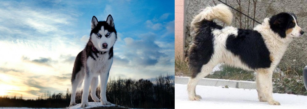 Tornjak vs Alaskan Husky - Breed Comparison