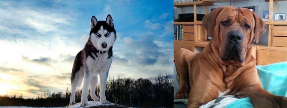 Tosa vs Alaskan Husky - Breed Comparison