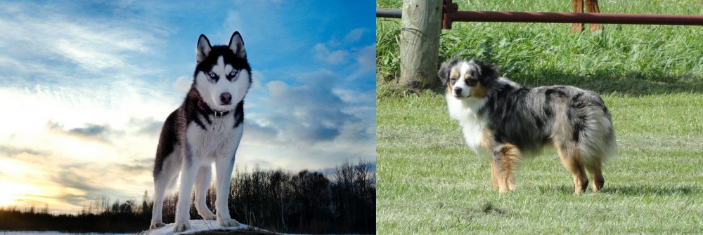 Toy Australian Shepherd vs Alaskan Husky - Breed Comparison