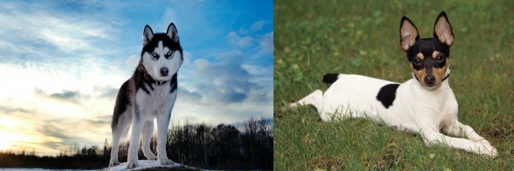 Toy Fox Terrier vs Alaskan Husky - Breed Comparison