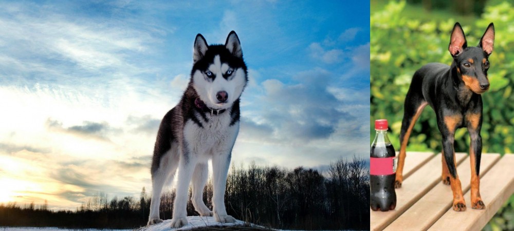 Toy Manchester Terrier vs Alaskan Husky - Breed Comparison