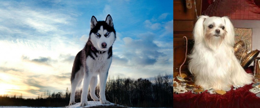 Toy Mi-Ki vs Alaskan Husky - Breed Comparison