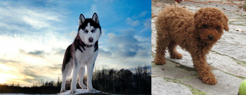 Toy Poodle vs Alaskan Husky - Breed Comparison