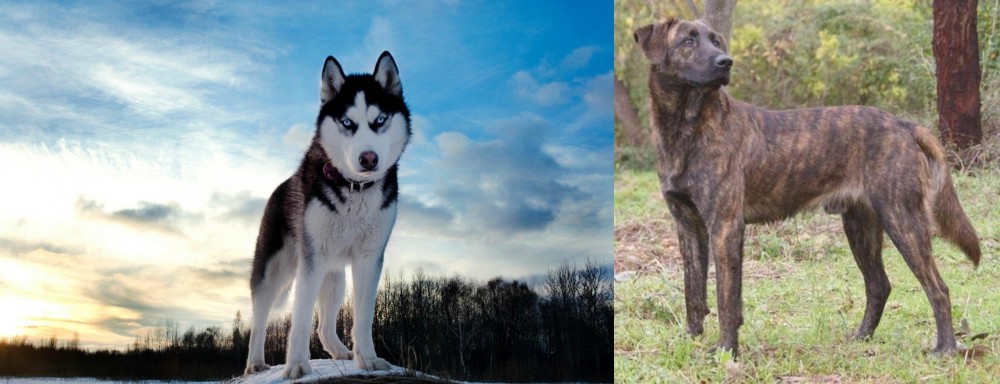 Treeing Tennessee Brindle vs Alaskan Husky - Breed Comparison