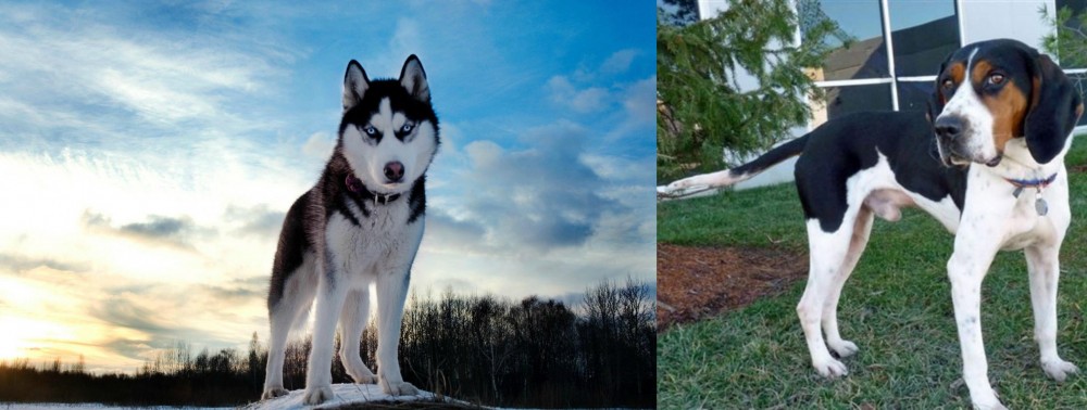 Treeing Walker Coonhound vs Alaskan Husky - Breed Comparison