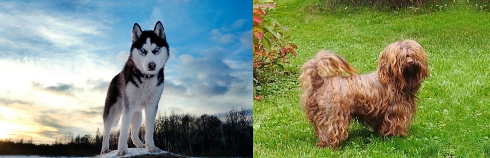 Tsvetnaya Bolonka vs Alaskan Husky - Breed Comparison