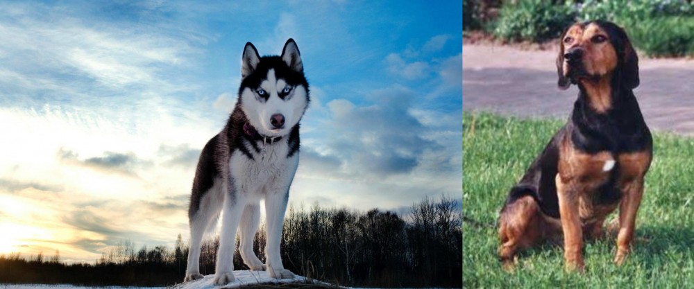 Tyrolean Hound vs Alaskan Husky - Breed Comparison