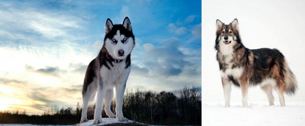 Utonagan vs Alaskan Husky - Breed Comparison