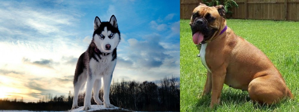 Valley Bulldog vs Alaskan Husky - Breed Comparison