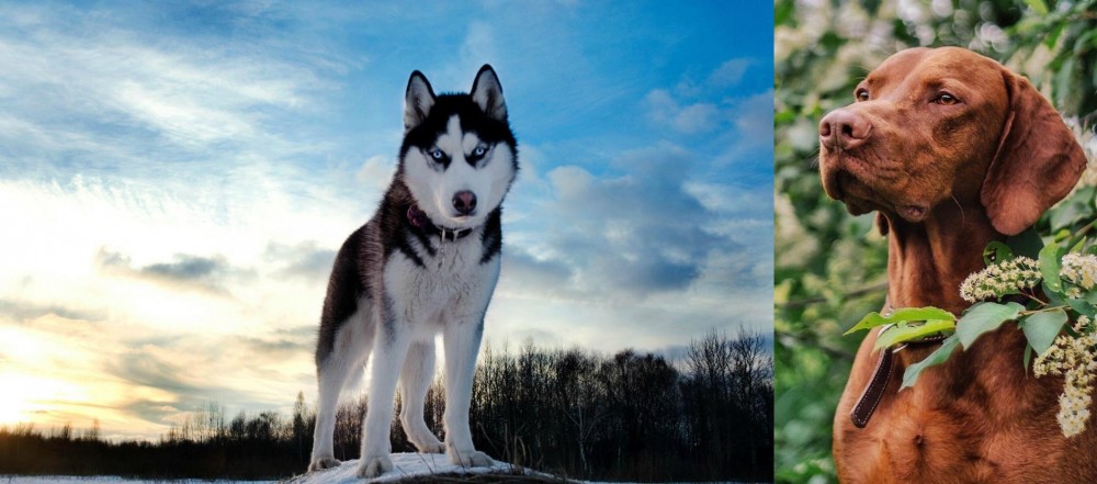 Vizsla vs Alaskan Husky - Breed Comparison