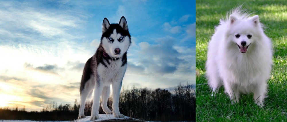 Volpino Italiano vs Alaskan Husky - Breed Comparison