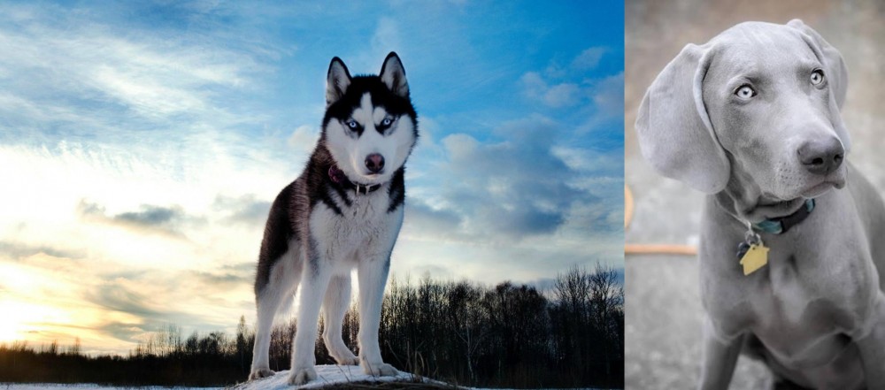 Weimaraner vs Alaskan Husky - Breed Comparison