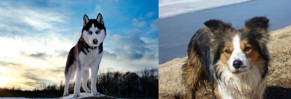 Welsh Sheepdog vs Alaskan Husky - Breed Comparison