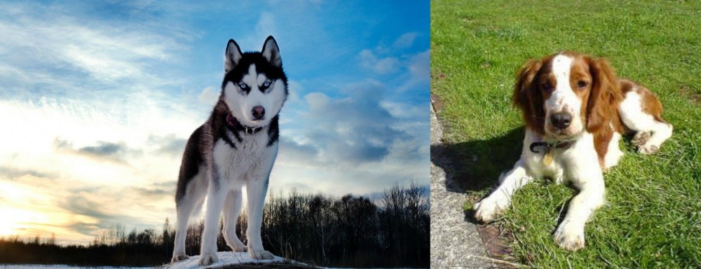 Welsh Springer Spaniel vs Alaskan Husky - Breed Comparison