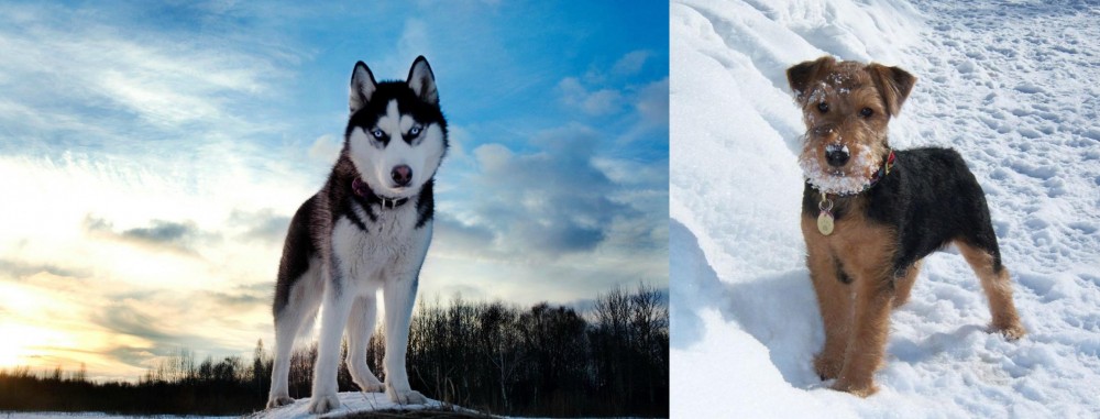 Welsh Terrier vs Alaskan Husky - Breed Comparison