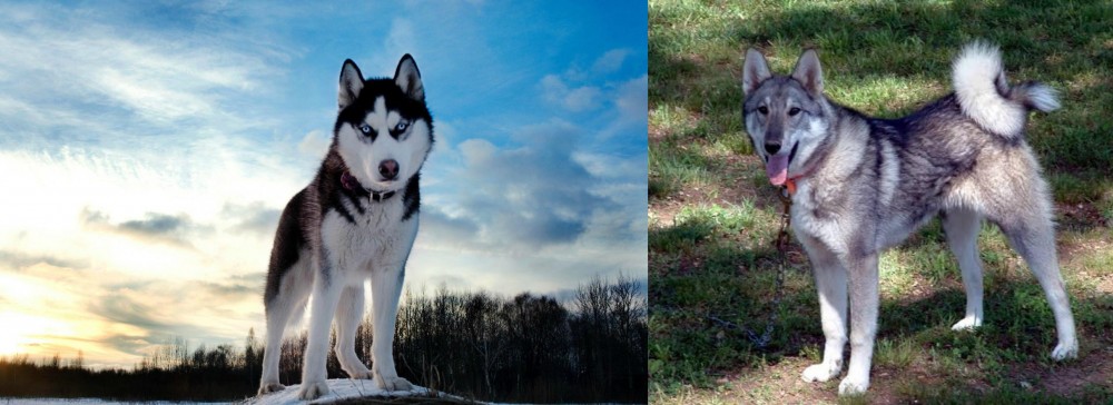 West Siberian Laika vs Alaskan Husky - Breed Comparison