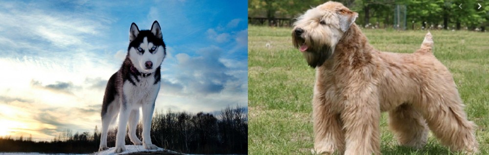 Wheaten Terrier vs Alaskan Husky - Breed Comparison