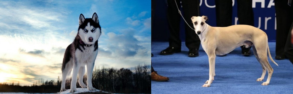 Whippet vs Alaskan Husky - Breed Comparison