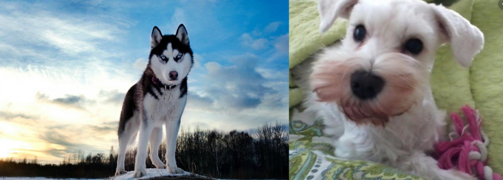 White Schnauzer vs Alaskan Husky - Breed Comparison