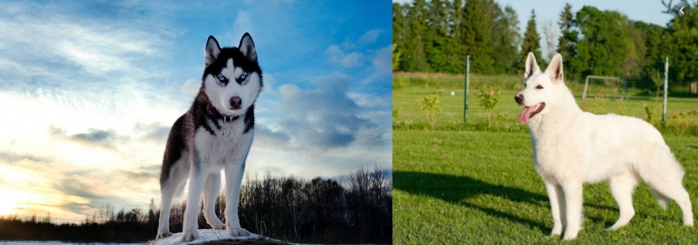 White Shepherd vs Alaskan Husky - Breed Comparison