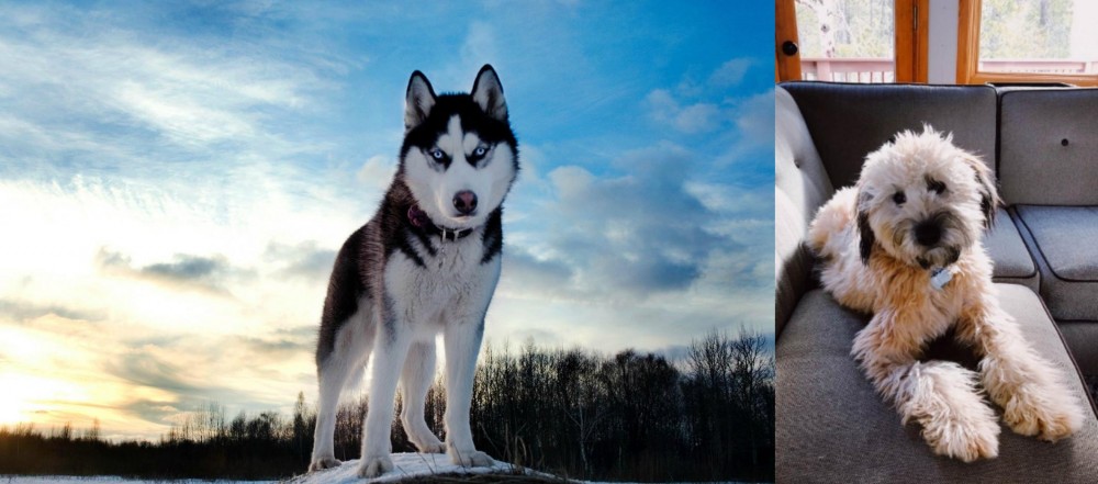 Whoodles vs Alaskan Husky - Breed Comparison