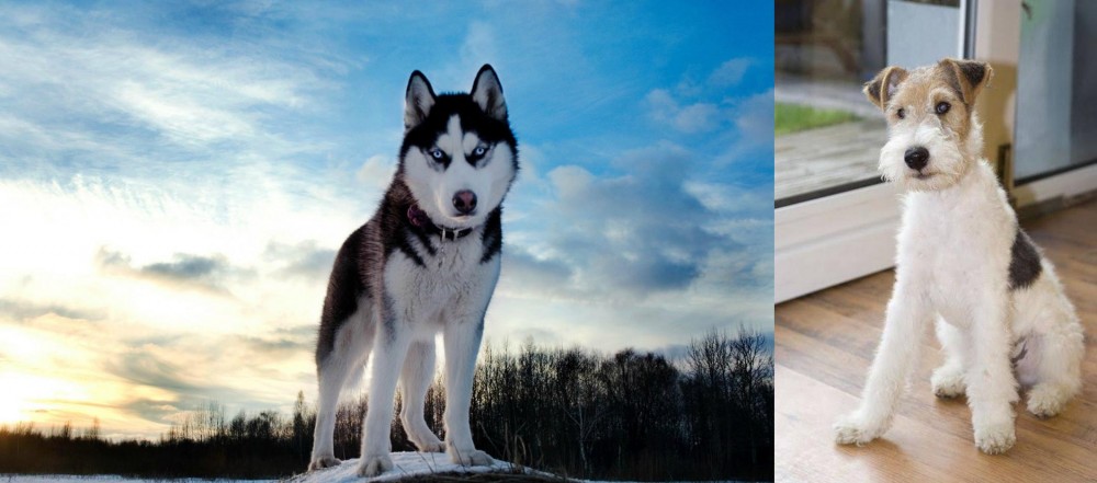 Wire Fox Terrier vs Alaskan Husky - Breed Comparison