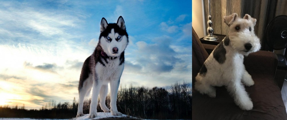 Wire Haired Fox Terrier vs Alaskan Husky - Breed Comparison