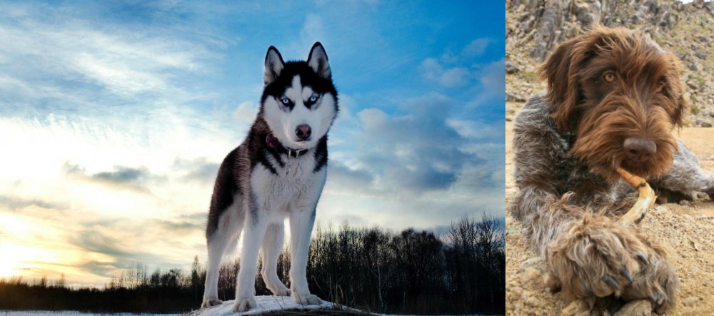 Wirehaired Pointing Griffon vs Alaskan Husky - Breed Comparison