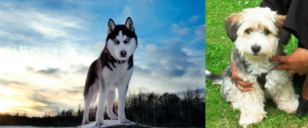 Yo-Chon vs Alaskan Husky - Breed Comparison