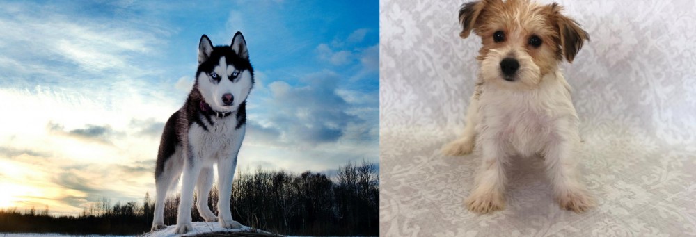 Yochon vs Alaskan Husky - Breed Comparison