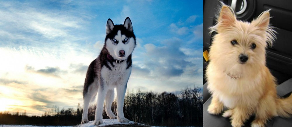 Yoranian vs Alaskan Husky - Breed Comparison