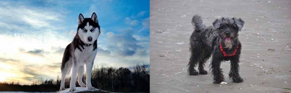 YorkiePoo vs Alaskan Husky - Breed Comparison