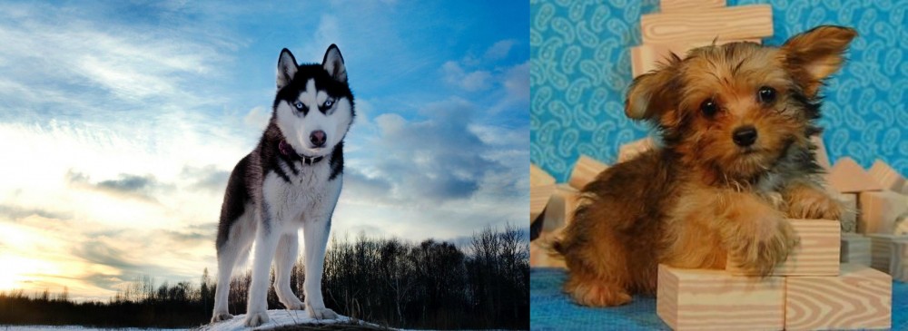 Yorkillon vs Alaskan Husky - Breed Comparison