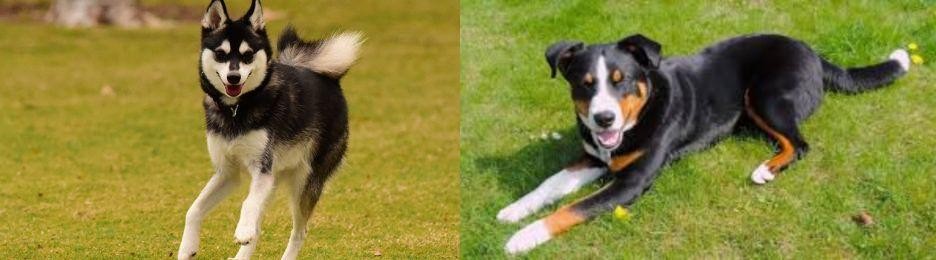 Appenzell Mountain Dog vs Alaskan Klee Kai - Breed Comparison