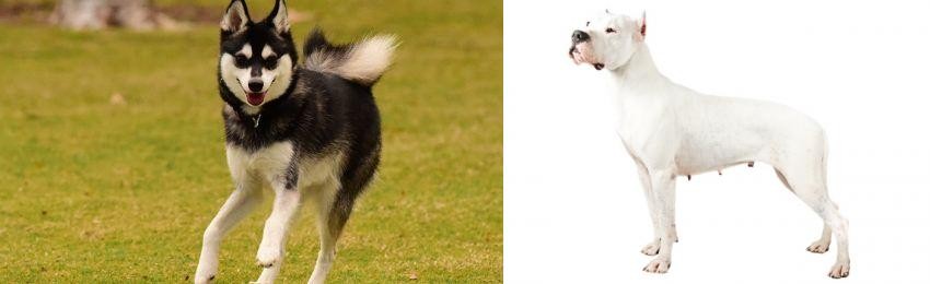 Argentine Dogo vs Alaskan Klee Kai - Breed Comparison