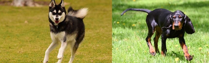 Black and Tan Coonhound vs Alaskan Klee Kai - Breed Comparison